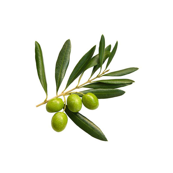 Health Benefits of Olive Leaf Extract